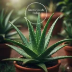 Green Guide India Aleovera